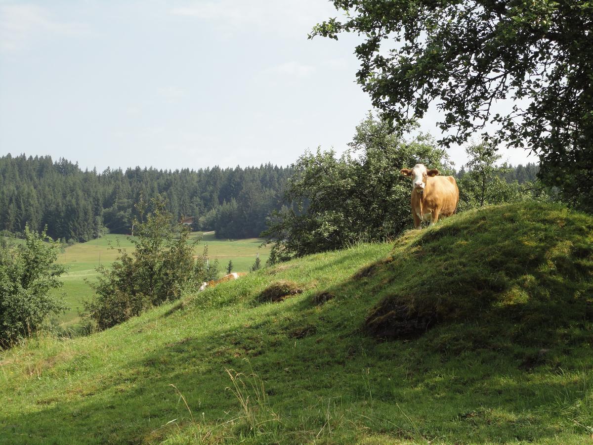 Pension Enzian Niederau Exteriör bild